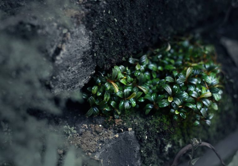 Aquascaping with Bucephelandra