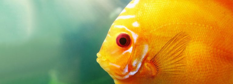 Discus Fish for Beginners
