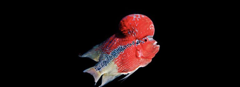 Flowerhorn Cichlid