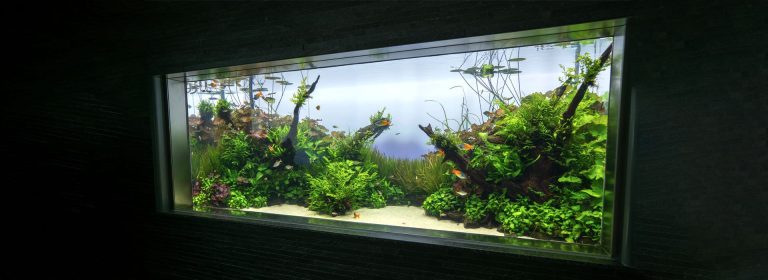 Top 20 Aquascaping Tips