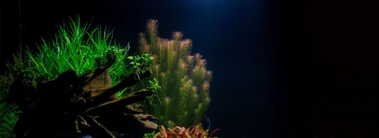 Aquascaping an Aquarium, a beginners guide