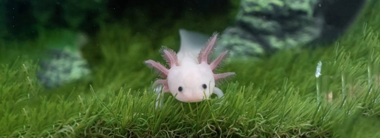Axolotl on grassy bed in aquarium