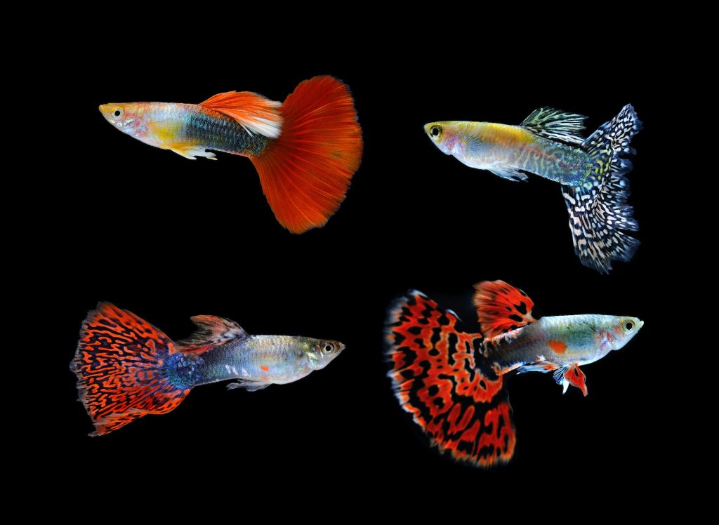 Beautiful guppy fish