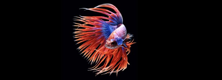 Betta Fish for Beginners