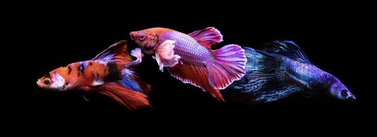 What are the different types of Betta Fish?