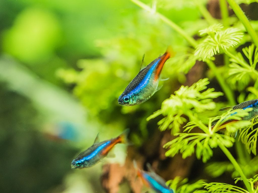 Closeup shot of neon tetra fish