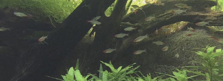 Cloudy fish tank water