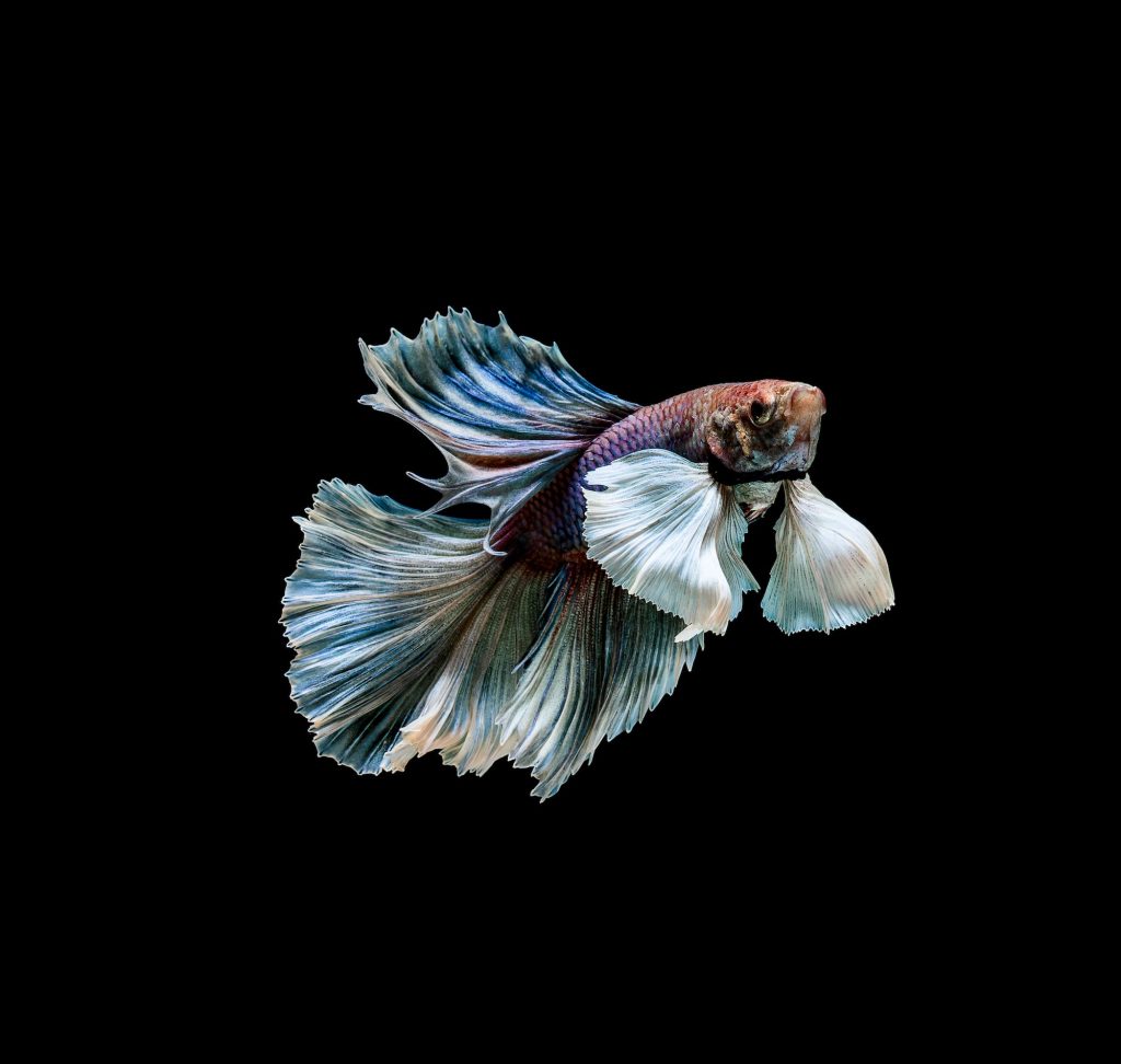 Colourful Betta fish,Siamese fighting fish