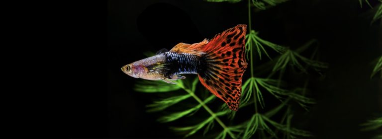 The ultimate guide to guppies tropical fish