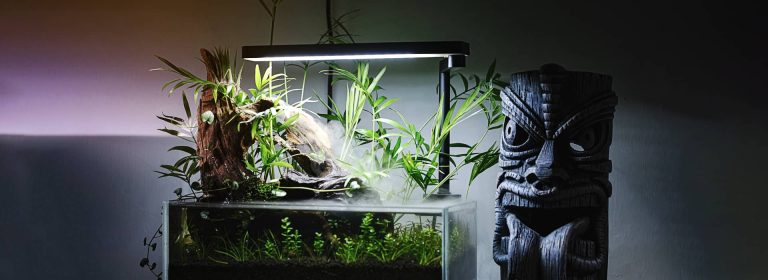 how to setup a low tech planted tank
