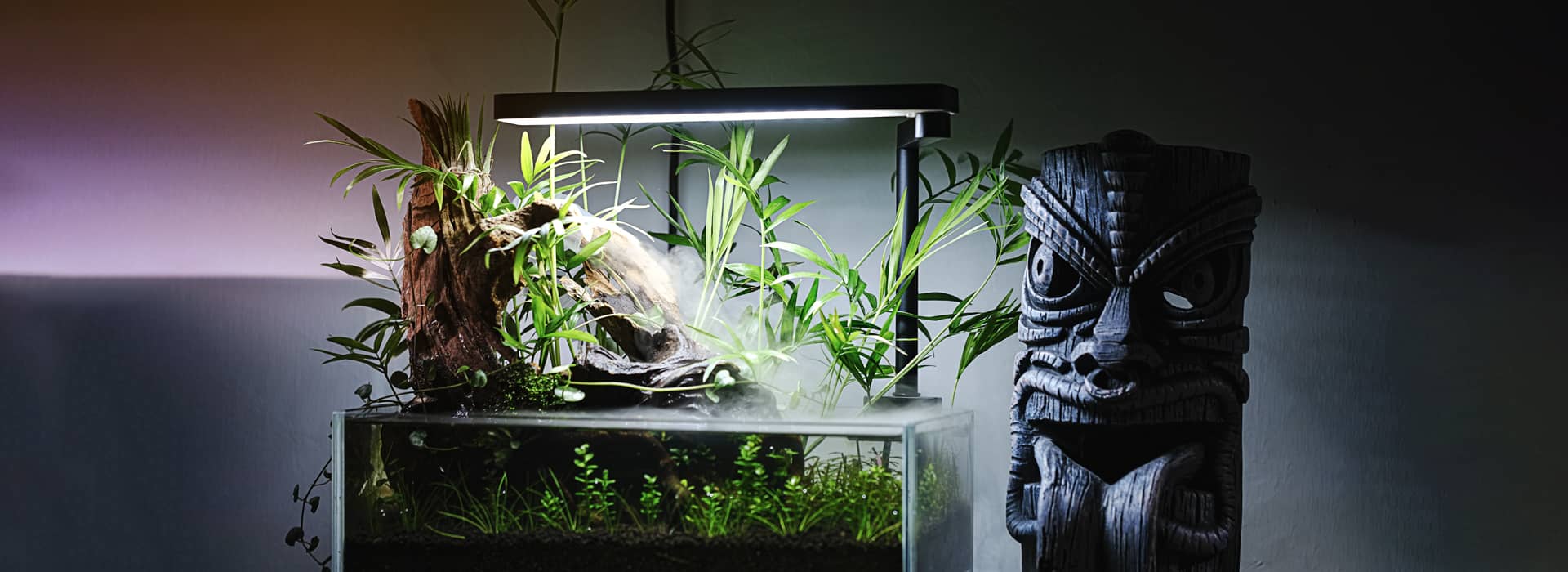 A Beginners Guide to Setting up a Low Tech Planted Aquarium | Aquasoul