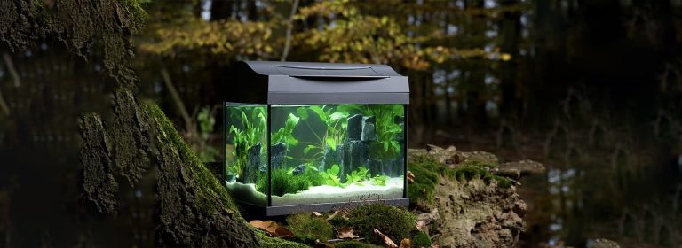 Aquascaping a nano aquarium