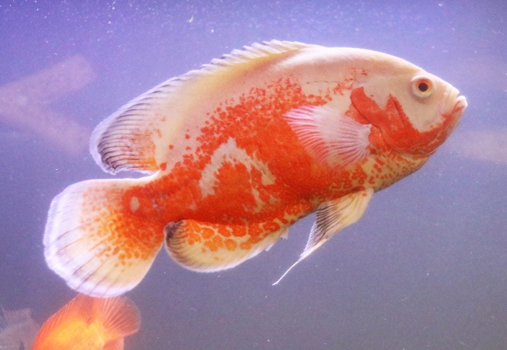Oscar fish, albino tiger in an aquarium