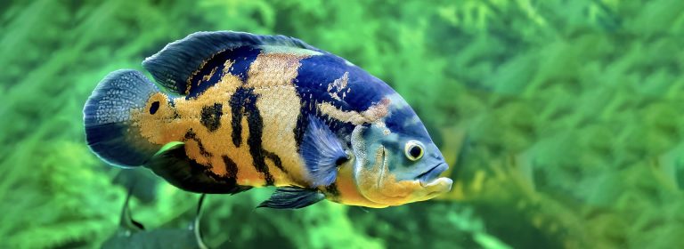 Ultimate guide to Oscar tropical fish