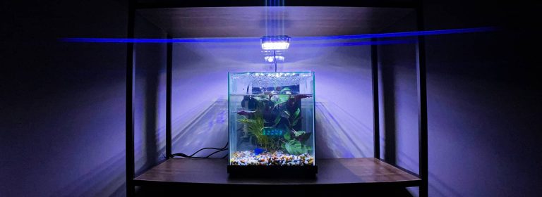 how many fish can I put in a small fish tank?