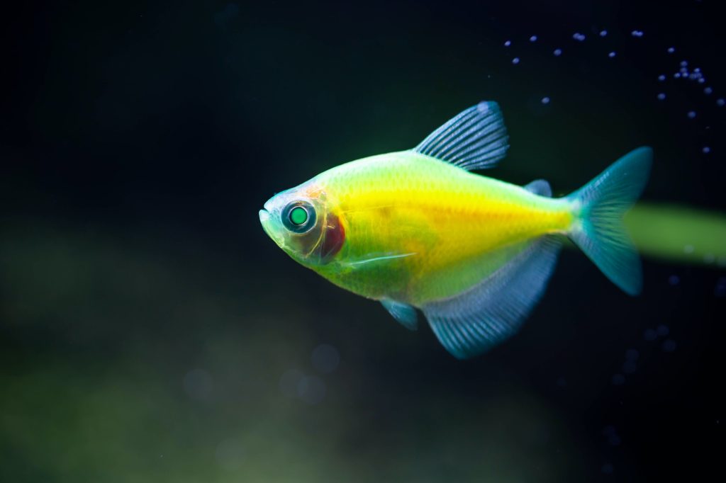 The green tetra glofish