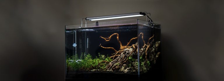 top 10 aquascaping styles