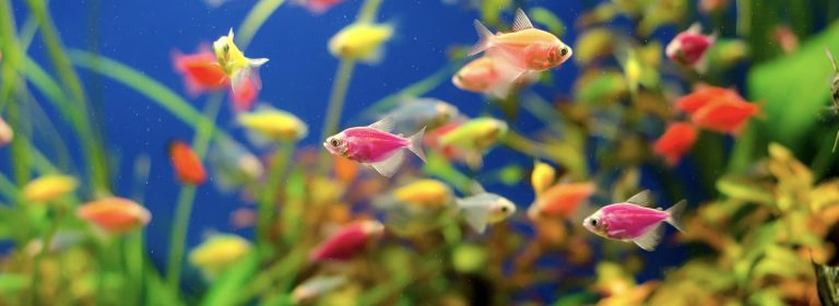choosing tropical fish for your aquarium