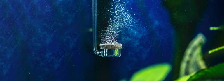 co2-in-planted-aquarium-pano-1920×700