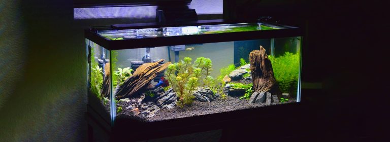glass-acrylic-aquarium-pano-1920×700