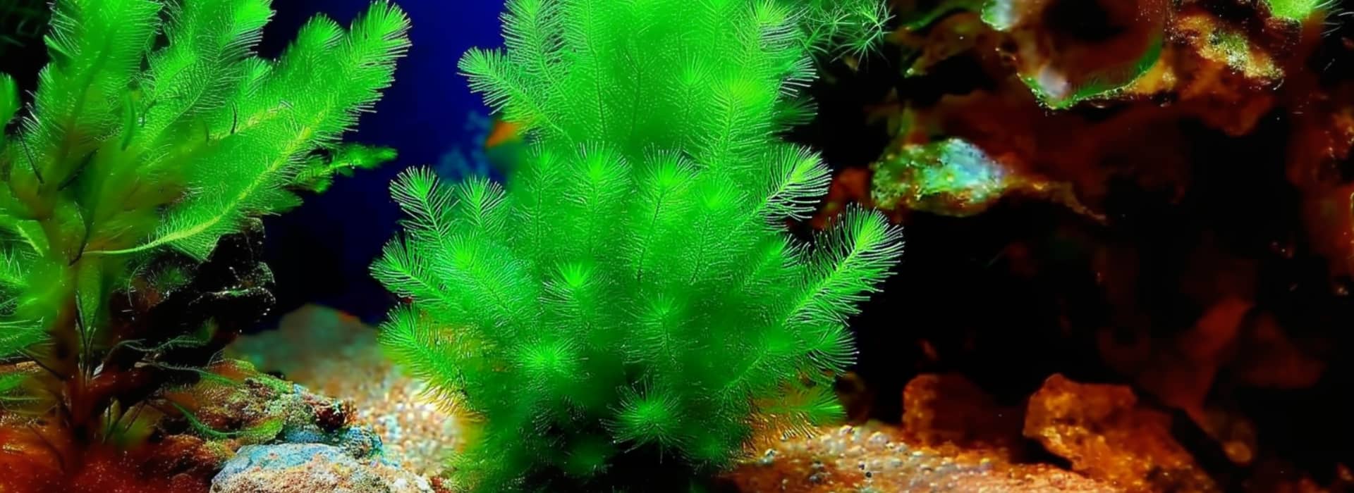 Image showcasing Low-Light Aquarium Plants For Your Aquascape | Aquasoul
