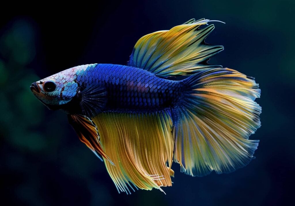 The Veiltail Betta